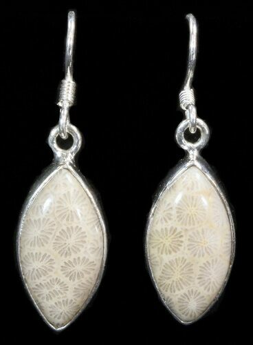 Beautiful Fossil Coral Sunburst Earrings - Sterling Silver #41213